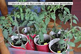 To reduce root disease risk, don't plant on soils that have recently grown tomatoes, potatoes, peppers or eggplant for at least two years. 23 February 2017 Starting Tomato Seeds Black Krim Gardening Forums
