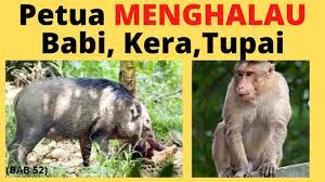 Cara halau monyet dengan mudah. Sifu Durian Bab 52 Petua Menghalau Babi Dan Monyet Dengan Kencing Harimau Youtube