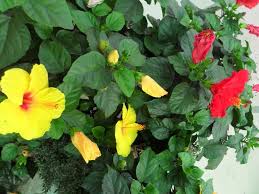 Savesave ciri bunga raya for later. Penanaman Dan Penjagaan Bunga Raya Hibiscus Rosa Sinensis Berkebun Hidup