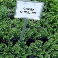 Vulgare generally, this is a hardy and vigorous grower. Greek Oregano Greek Oregano Plant