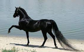 Die Schonsten Pferde Der Welt Schwarzes Pferd Sehr Elegant Und Glanzend Most Beautiful Horses Horses Beautiful Horse Pictures