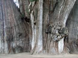 Para fines de reconstrucción y proyección climática, los anillos de crecimiento de ahuehuete de algunos sitios son adecuados para. Mexico In Pictures The Ahuehuete Tree Plant Talk