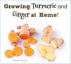 In a week or two you'll see the leaves of the ginger plant emerge. Growing Turmeric And Growing Ginger Growing Healthy Roots At Home