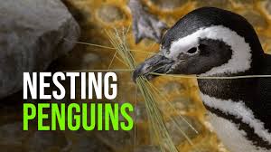 This penguin research organization came up, but can't find any info if it's legit or not. Hancl Oktprp9m
