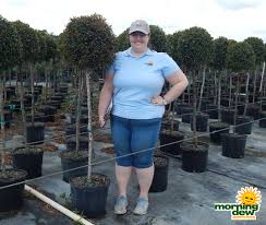 We did not find results for: Topiary Morning Dew Tropical Plants