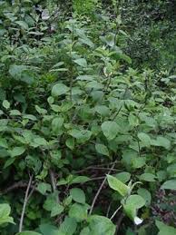 Image result for Pouzolzia guineensis