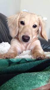 Long Hair Ee English Cream Dachshund Dachshund Puppy Black Cream Dachshund Dachshund Puppies