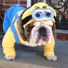 Of america, canada, united kingdom, australia, and worldwide on сostumy comparison shopping website. Dog Costumes Archives Baggy Bulldogs