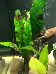 Check spelling or type a new query. My Leaves Are Turning Brown On All Of My Plants I Have Them Tethered To Driftwood And I Am Using Root Tabs And Fertilizer In My Tank What Can I Do To