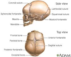 Anterior fossa, middle fossa, and posterior fossa. Cranial Sutures Information Mount Sinai New York