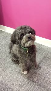 Shih tzu bichon puppies iowa. Shih Tzu Bichon Puppies Iowa Bmo Show