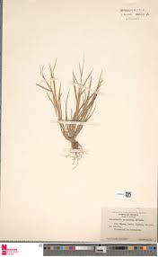 Image result for Paratheria