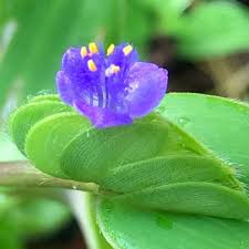 Image result for Cyanotis