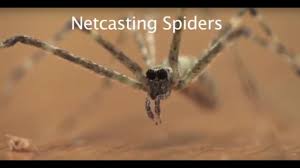 It was believed to be a lost film, but it has been rediscovered and restored. Net Casting Spiders Youtube