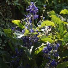 Robert brydon bush clematis online. Clematis Mrs Robert Brydon Cl Tubulosa X Cl Virginiana Sarastro Stauden