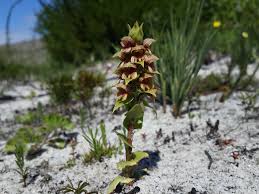 Image result for Satyrium macrophyllum
