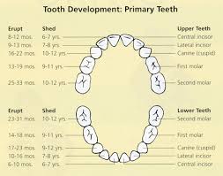 Tooth Basics Learn About Teeth From Frequently Asked