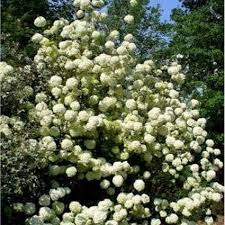 3.4 out of 5 stars 15 ratings. Chinese Snowball Viburnum Naturehills Com