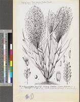 Image result for Eragrostis aspera