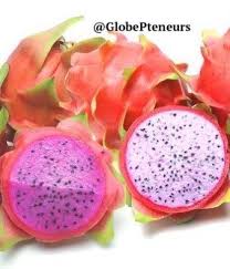 Globepreneurs Love The Dragon Fruit Hon Pauline Truong