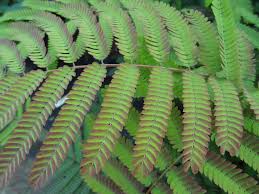 The delicate, bipinnate leaves and striking blossoms combine to make. Baumschule Eggert Blutenstraucher Baumschulen Heckenpflanzen Seidenbaum Summer Chocolate Albizia Julibrissin Summer Chocolate Direkt Vom Pflanzenversand Der Markenbaumschule Bestellen