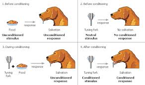 Learning Learning E G Learning To Drive E G Learning To Read Learning Processes Observational Learning E G Associative Learning E G Conditioning 2 Types Of Conditioning 1 Classical Conditioning E G 2 Operant Conditioning E G Children Likely To