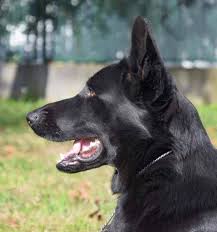 Know More About German Shepherd Dog Breed Protection Dogs Worldwide Black German Shepherd Dog Working Dogs Breeds Shepherd Dog Breeds