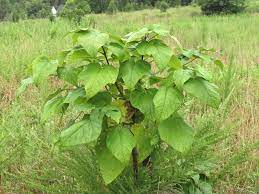 A call to the poison center about an unknown plant described as having big, shiny green leaves is not enough information to know what the plant is. Distinguishing Catalpa From Paulownia Trees In The Falls Lake Area News From Rockcliff Farm