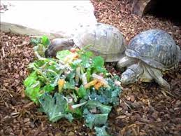 Feeding Box Turtles Youtube