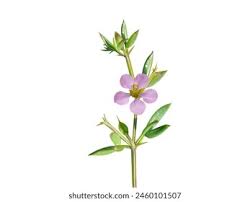 Image result for Fagonia