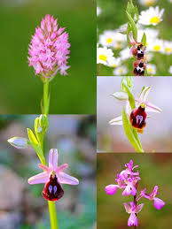 Image result for Ypsilopus erectus