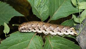 Image result for Convolvulus ocellatus