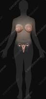 Image result for female sex organ