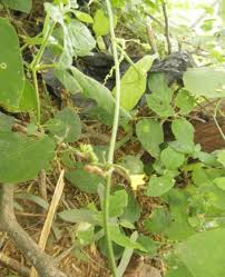 Image result for Kedrostis nana