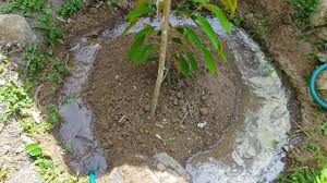 Nak jana pendapatan lepas bersara, lelaki ini kongsi cara tanam durian musang king. Cara Memberi Baja Dan Air Pada Tanaman Anak Pokok Durian Di Musim Kemarau Youtube