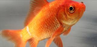 A Goldfish Common Goldfish Pet Goldfish Goldfish Care
