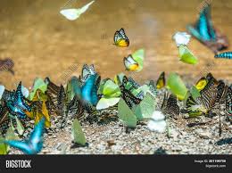 We can't wait for the butterflies to arrive. Group Butterflies Image Photo Free Trial Bigstock