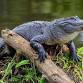 Member Wild Saturdays: Alligators