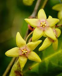 Image result for Vincetoxicum heterophyllum