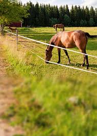 Pay no attention to the city i live in upland ne. Fence For Horse Electric Fence For Horses Horse Fence Paddock
