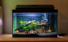 ** you must show proof of your birthday with a valid. How To Choose An Aquarium Size Capacity More Zameen Blog