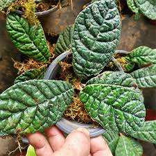 Image result for Gesneriaceae