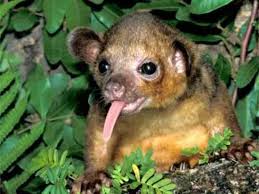 Kinkajou Rainforest Animals Animals Amazon Rainforest Animals