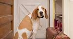 American English Coonhound Puppies For Sale - AKC PuppyFinder
