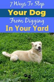 Why Is My Dog Digging Holes All Of A Sudden Dogs Digging Holes Dog Mom Humor Dog Mom Quotes