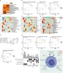 Frontiers The Changes Of Leukocytes In Brain And Blood After Intracerebral Hemorrhage Immunology