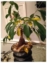 Help Ginseng Ficus I Think Leaves Turning Yellow