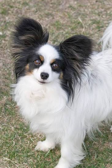 papillon - Wiktionary, the free dictionary