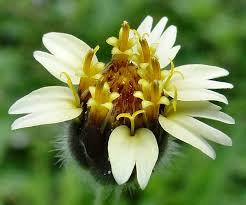 Image result for Tridax