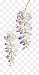 Flowers Png Flowers Transparent Clipart Free Download Lavender Flower Purple Wist Free Watercolor Flowers Watercolor Flower Vector Watercolor Flower Wreath